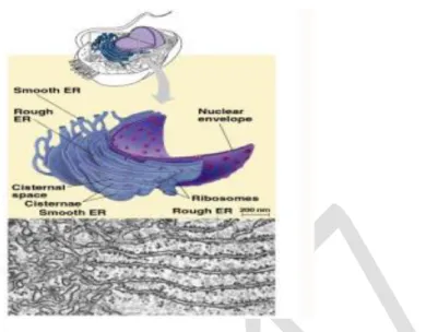 Gambar 3.4 Struktur Retikulum Endoplasma 