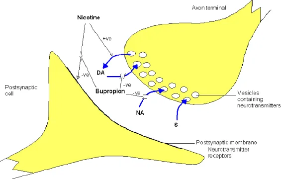 Gambar 5. Efek bupropion pada sinaptik (dikutip dari 28) 