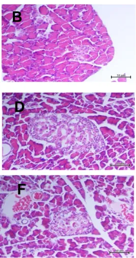 Gambar 1. Histologi jaringan pankreas tikus dengan pewarnaan HE dengan  perbesaran 400x 