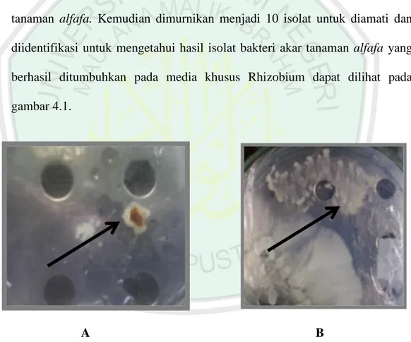 Gambar  4.1  A.  Salah  satu  morfologi  koloni  bakteri  isolat  akar  alfafa  pada  saat  penanaman