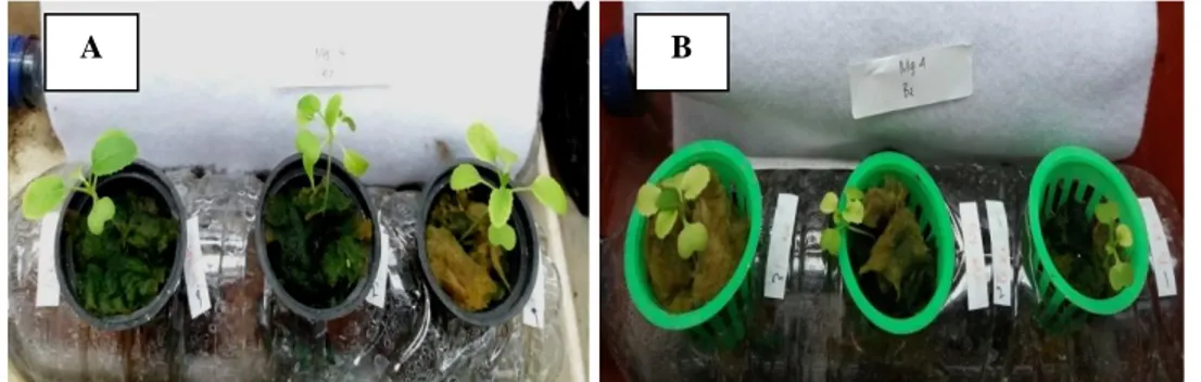 Gambar  4.1.Pertumbuhan  tinggi  batang  tanaman  sawi  caisim  pada  media  pupuk  cair  kotoran        kelinci (A) dan kotoran kambing (B) dalam satu bulan