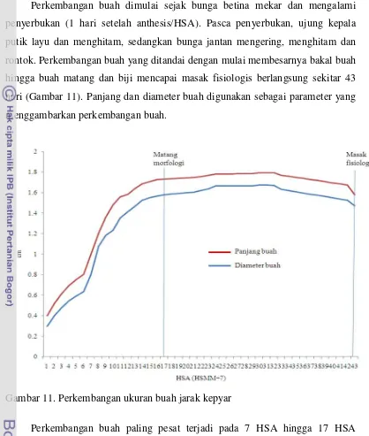 Gambar 11. Perkembangan ukuran buah jarak kepyar  