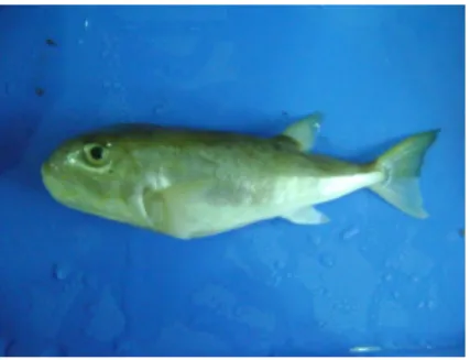 Gambar 1 Ikan buntal pisang 