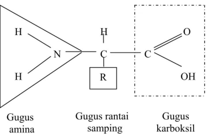 Gambar 2 Struktur umum asam amino   Sumber: Winarno (1992) 