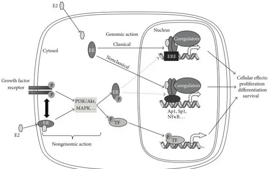Gambar 5. Mekanisme aksi dari reseptor estrogen 