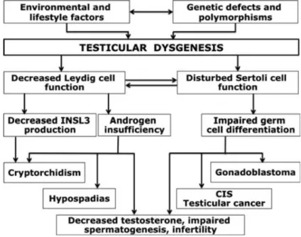 Gambar 9. Skema konsep hubungan faktor lingkugan dan genetik terhadap TDS  Dikutip dari buku Epigenetic and Human Reproduction