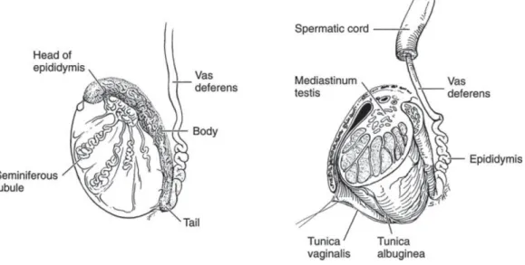 Gambar 1. Anatomi Testis, duktus efferen, epididimis, dan duktus deferens  Dikutip dari buku Smith &amp; Tanagho’s General Urology, Edisi 18