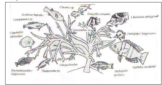 Gambar 2  Ikan- ikan karang yang berasosiasi dengan Koloni Karang  Bercabang  (Nybakken 1988) 