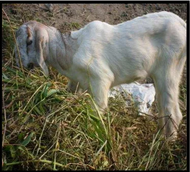 Gambar 2.1. Kambing yang terdapat di Desa Amplas 