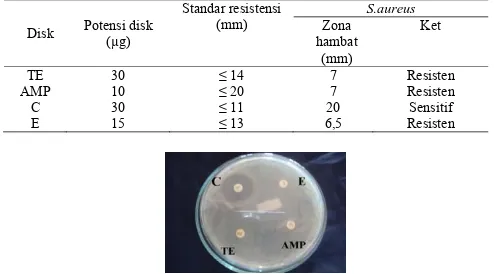 Gambar 3. Hasil uji sensitivitas S.aureus multiresisten terhadap antibiotik ampisilin (AMP),  kloramfenikol (C), eritromisin (E), dan tetrasiklin (TE)