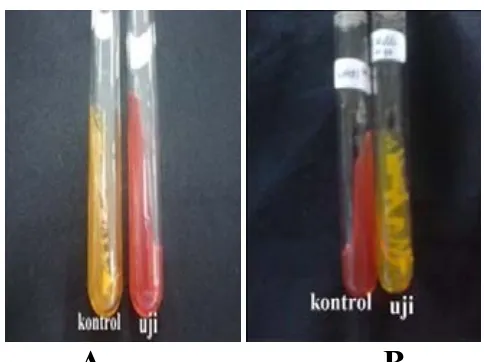 Gambar 2. Hasil Uji Identifikasi Biokimiawi dengan media Manitol Salt Agar (MSA) 