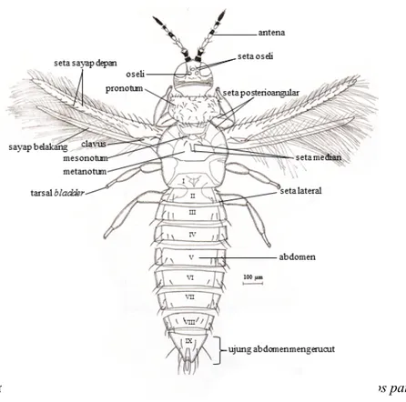 Gambar 1.  Karakter umum morfologi trips subordo Terebrantia, suku Thripidae, Thrips parvispinus betina.