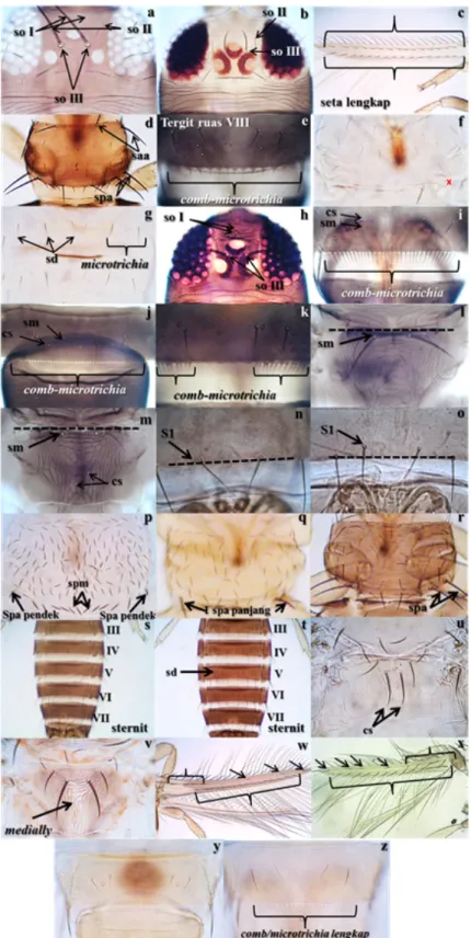 Gambar 2. Karakter diagnosis. a: kepala Megalurothrips typicus; b: kepala Thrips parvispinus; c: sayap 