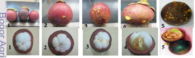 Gambar 8. Pengamatan skoring buah manggis bergetah kuning pada kulit (atas) 