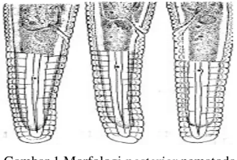 Gambar 1 Morfologi posterior nematoda  (Sikora 2005). 
