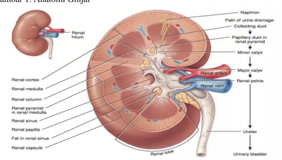Gambar 1. Anatomi Ginjal