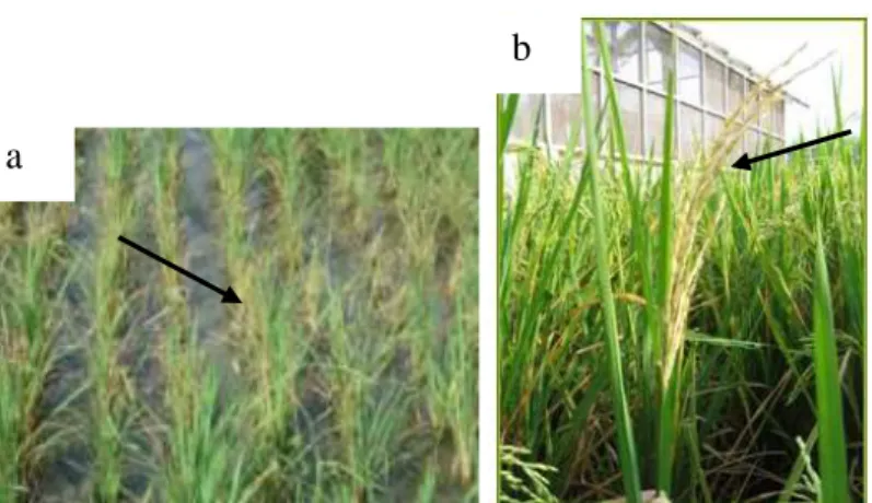Gambar 2   Gejala  Serangan  Penggerek  Batang  Padi  Kuning  di Lapang. a)  gejala  sundep, b) gejala beluk 