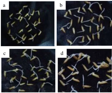 Gambar 5  Uji Perkecambahan Benih 48 Jam. a) kontrol, b) Nigrospora sp.1, c)  Acremonium sp., d) Nigrospora sp.1 + Acremonium sp