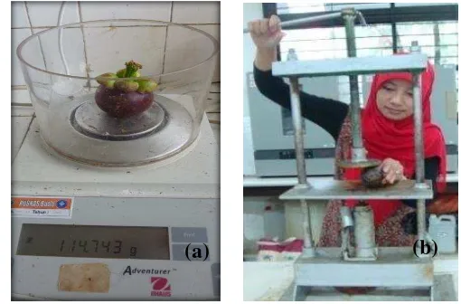 Gambar 1. Timbangan analitik (a) dan Alat pengukur resistensi buah (b) 