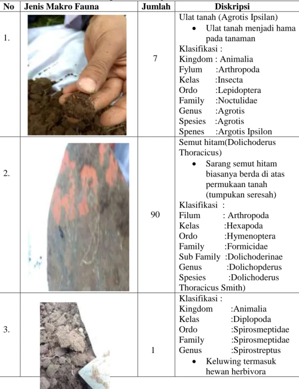 Tabel 4.3 Soil Fauna Titik Pengambilan Sampel Pertama 