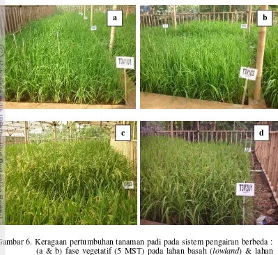 Gambar 6. Keragaan pertumbuhan tanaman padi pada sistem pengairan berbeda : 