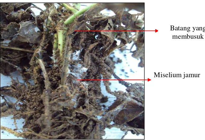 Gambar 2. : Gejala serangan layu  Sclerotium pada tanaman  kacang tanah 