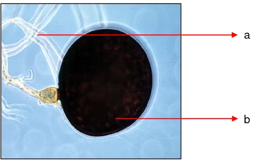 Gambar 3. : Glomus sp. a : Spora ; b : Hifa.  