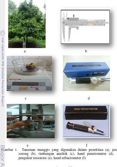 Gambar 1.  Tanaman manggis yang digunakan dalam penelitian (a), jangka 