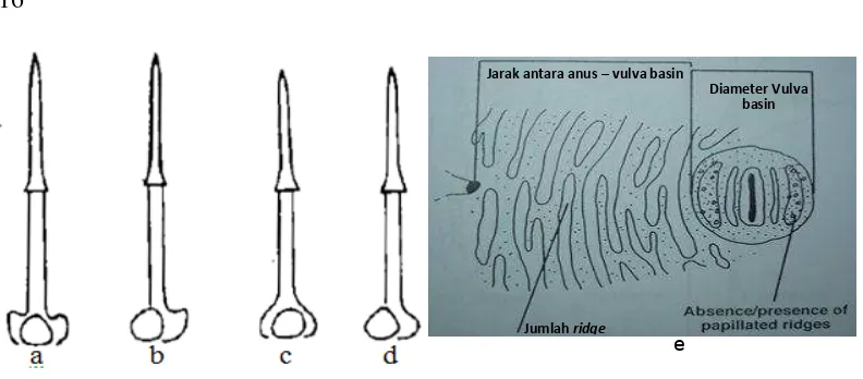 Gambar 4  Karakteristik morfologi untuk identifikasi NSK: (a dan b) knob stilet             G