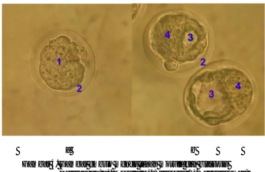 Gambar 4. Gambar embrio mencit tahap morula dan blastosis  Keterangan: a). Morula; b)