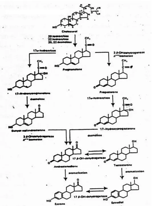 Gambar 9. Proses Pembentukan Estrogen Dari Kolesterol                                  (Wibowo, 1994) 