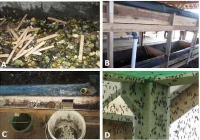 Gambar 7.  Budidaya  larva  lalat  BSF.  (A)  Potongan  kardus  diletakkan  diatas  limbah  untuk  tempat  betina  bertelur;  (B)  Tempat  pemeliharaan larva; (C) Tempat penampungan larva instar  akhir  (prepupa);  (D)  Ruang/rumah  kassa  untuk  lalat  de
