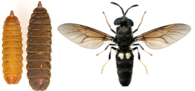 Gambar 1. Morfologi  larva,  pupa  dan  lalat  dewasa  Black  Soldier  Fly  (BSF), Hermetia illucens (Diptera : Stratiomyidae) (Sumber: 