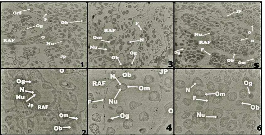 Gambar 5. Histologi gonad kerang Polymesoda erosa betina (atas perbesaran 10 kali, 