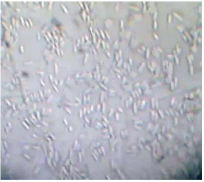 Gambar 1. Mikroskopis C. gloeosporiodes  Sumber : Foto langsung 