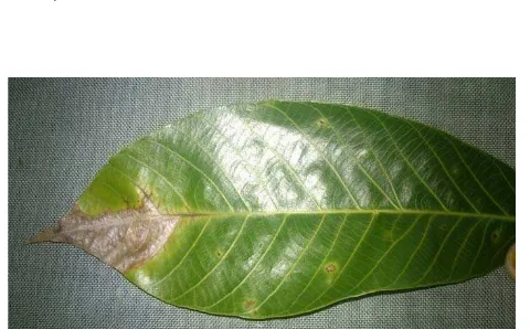 Gambar 5.Bercak daun C. cassiicola (Berk & Curt.) Wei.                              Sumber :Foto Langsung 