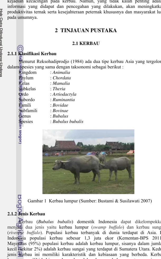 Gambar 1  Kerbau lumpur (Sumber: Bustami &amp; Susilawati 2007) 