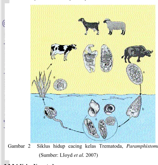 Gambar 2  Siklus hidup cacing kelas Trematoda, Paramphistomum cervi  (Sumber: LIoyd et al