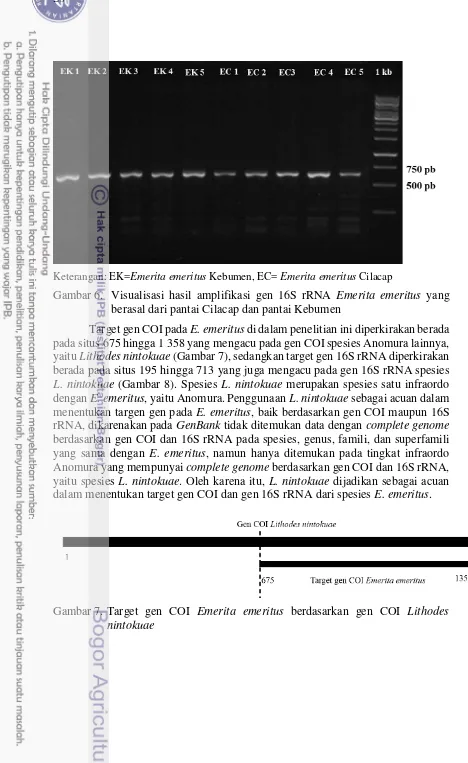 Gambar 6. Visualisasi hasil amplifikasi gen 16S rRNA Emerita emeritus yang 