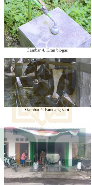 Gambar 5. Kandang sapi 