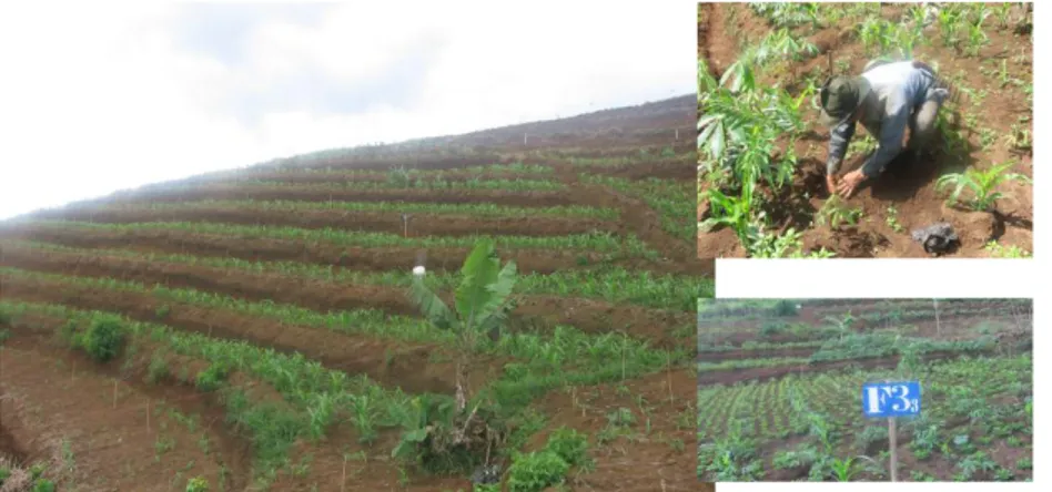 Gambar 2.  Pola tanam sengon dan tanaman semusim di DTA Kadipaten  Tasikmalaya 