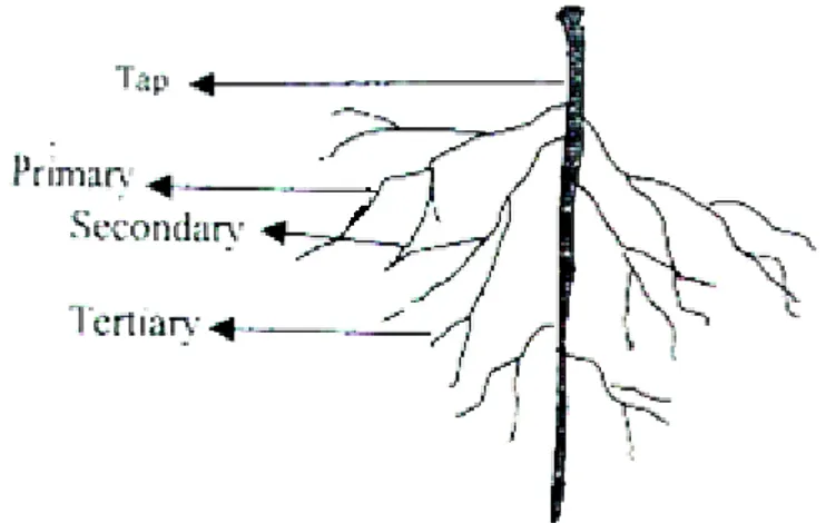 Gambar 2  Sistem perakaran pada tanaman Leguminosae                                 (Rao dan Ito, 1998) 