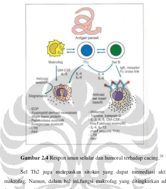 Gambar 2.4 Respon imun selular dan humoral terhadap cacing. 26  Sel  Th2  juga  melepaskan  sitokin  yang  dapat  memediasi  aktivasi  makrofag