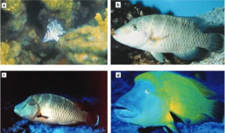 Gambar 1 Perbedaan morfologi antara ikan napoleon fase juvenil dan  dewasa: a) juvenil memiliki belang-belang, (b–c) remaja yang memiliki gurat 