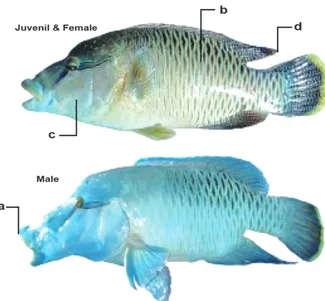 Gambar 2  Perbedaan rupa ikan napoleon betina (atas) dan jantan (bawah): 