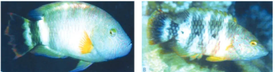 Gambar 5 Pteragogus guttatus-foto kiri, spesies ikan mirip juvenil ikan  napoleon (Cheilinus undulatus)-foto kanan, sama-sama berasal dari suku  yang sama tetapi berbeda marga