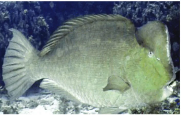 Gambar  6 Bolbometopon muricatum, spesies ikan yang mirip ikan napoleon  stadium tua (Cheilinus undulatus), keduanya berasal dari suku yang berbeda