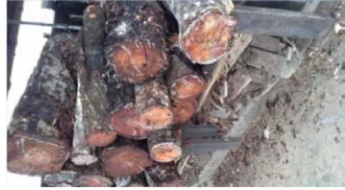 Gambar 2.3. Kayu 