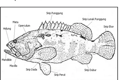 Gambar 1.MarfologiIkanKerapuMacan(E. fuscoguttatus) 