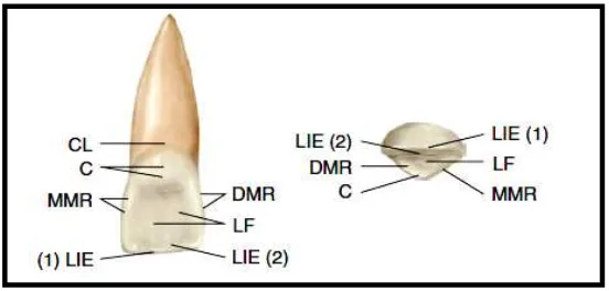 Gambar 2. Anatomi gigi insisivus sentralis maksila19 MMR = Mesial marginal ridge; DMR = Distal marginal ridge; LIE (1) = Sudut labioinsisal; LIE (2) = Sudut linguoinsisal; LF = Fossa lingual; C= Singulum; CL = Garis servikal 